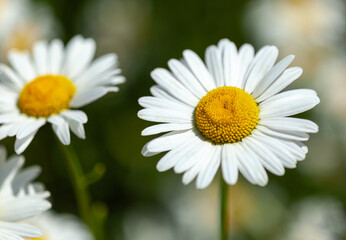 Obraz premium white daisies close-up, used as a background or texture