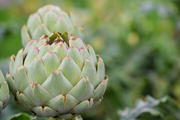 Green artichokes grow in the garden against a green background in nature