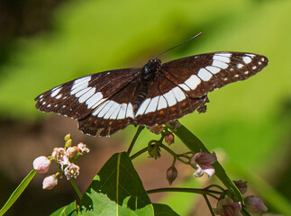 butterfly on a flower