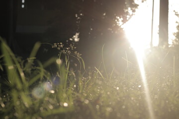 shine trough the grass