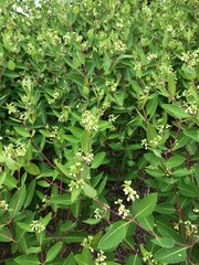 numerous wild flowers with white buds