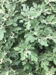 close up of a light green plant 