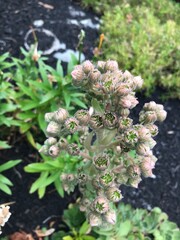 close up of green plant buds
