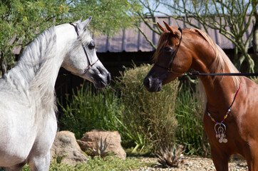 two arabian horses on farm