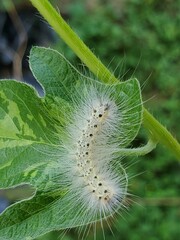 caterpillar on a leaf