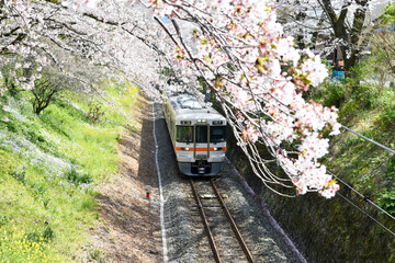 train under the cherry blossoms