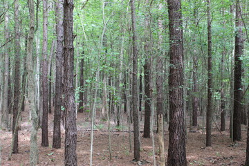 Obraz premium trees