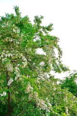 crown of blooming white acacia over the river