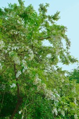 Fototapeta premium crown of blooming white acacia over the river