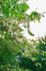 crown of blooming white acacia over the river