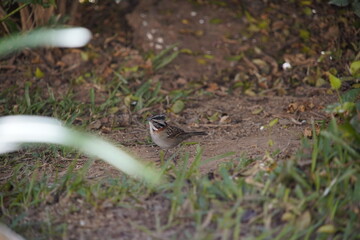 Rufous-collared Sparrow Bird on the ground