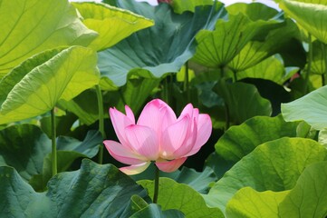 花　蓮　大賀ハス　風景　癒し