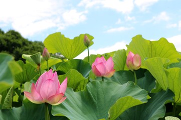 はす　大賀ハス　蓮池　風景　癒し　爽やか