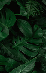 Naklejka na ściany i meble closeup nature view of green monstera leaf and palms background. Flat lay, dark nature concept, tropical leaf