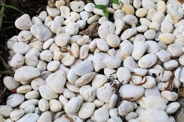 Natural materials garden flower part.Background and texture of white pebbles and green plants at the bottom, grass, bushes.Used in design as a template for the menu,book, banner