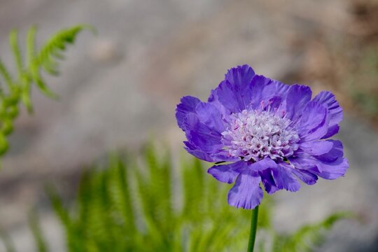 รูปภาพCaprifoliaceae – เลือกดูภาพถ่ายสต็อก เวกเตอร์ และวิดีโอ4,962 ...