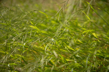 Long Grass Background Texture