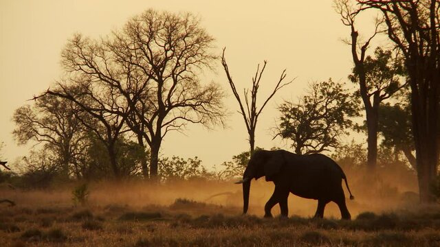 Slow pan as elephant silhouette walks in dusty orange African sunset