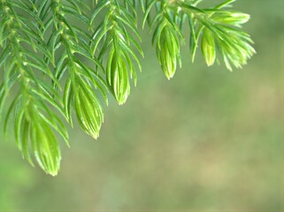 Closeup macro green leaf of pine tree with green blurred background ,nature leaves ,macro image, frame for card design