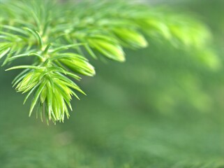 Closeup macro green leaf of pine tree with green blurred background ,nature leaves ,macro image, frame for card design	