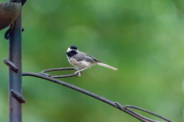 Carolina Chickadee