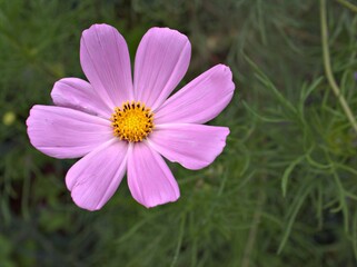 Closeup pink-purple petals of cosmos bipinnatus (maxican aster) flower plants in garden with sunshine and blurred background ,macro image, sweet color for card design ,pink cosmos flower