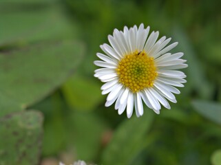 Obraz premium Closeup white Latin american fleabane flowers plants in garden (maxican fleabane) with green blurred background ,macro image ,sweet color for card design ,soft focus ,daisy in the garden
