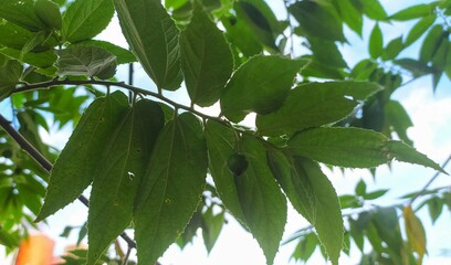 Indonesian unripe fruit that is not yet ripe