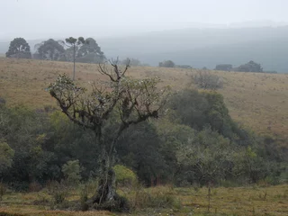 Fototapeten paisagem © Diógenes
