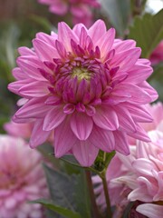 Obraz premium Closeup pink petals of Dahlia pinnata (Chrysanthemum) flower plants in garden ,macro image ,sweet color for card design ,soft focus ,pink chrysanthemum flower for background