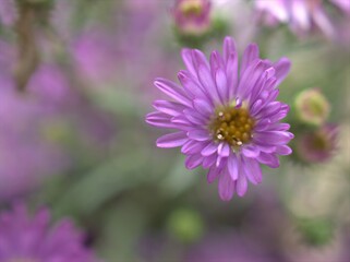 Closeup purple petals of aster (Chrysant hemum )flowers plants with soft focus and blurred background ,sweet color for card design ,violet flowers in the garden