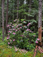 Wild Rhododendrons pink flowers in forest. Manning Provincial Park. British Columbia. Canada 