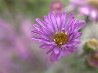 Closeup purple petals of aster (Chrysant hemum )flowers plants with soft focus and blurred background ,sweet color for card design ,violet flowers in the garden