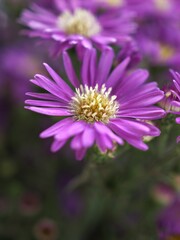Closeup purple petals of aster (Chrysant hemum )flowers plants with soft focus and blurred background ,sweet color for card design ,violet flowers in the garden