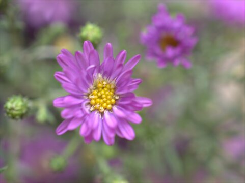Purple aster flower with blurred background ,macro image ,closeup flowers 
