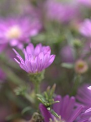 Fototapeta premium Closeup purple petals of aster (Chrysant hemum )flowers plants with soft focus and blurred background ,sweet color for card design ,violet flowers in the garden