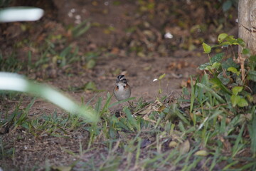 Rufous-collared Sparrow Bird on the ground