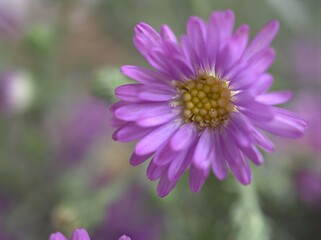 Obraz premium Closeup purple petals of aster (Chrysant hemum )flowers plants with soft focus and blurred background ,sweet color for card design ,violet flowers in the garden