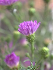 Closeup purple petals of aster (Chrysant hemum )flowers plants with soft focus and blurred background ,sweet color for card design ,violet flowers in the garden