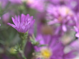 Obraz premium Closeup purple petals of aster (Chrysant hemum )flowers plants with soft focus and blurred background ,sweet color for card design ,violet flowers in the garden
