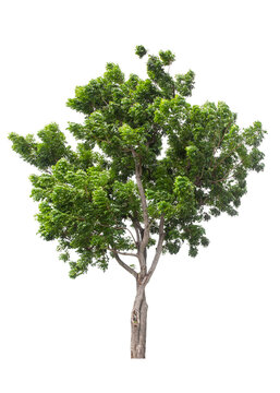 Beautiful green tree isolated on white.