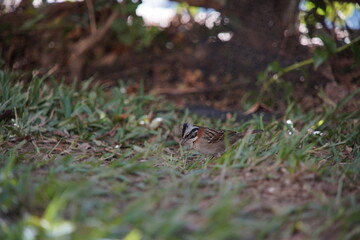 Rufous-collared Sparrow Bird on the ground