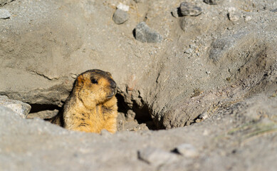 Obraz premium The Himalayan marmot (Marmota himalayana) peeping out of its burrow near Pangong Tso, Leh, India.