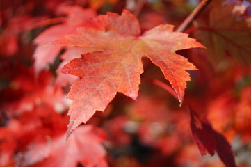 red maple leaf