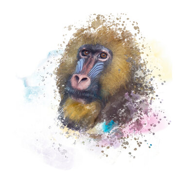 mandrill monkey portrait, watercolor