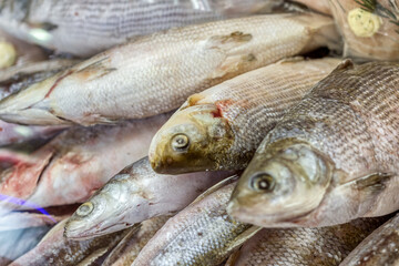 A large pile of freshly frozen fish on a store counter.
