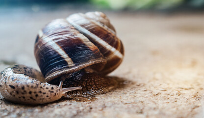 Close up of slug and snail together on the same photo. Macro shot, copy space for text.
