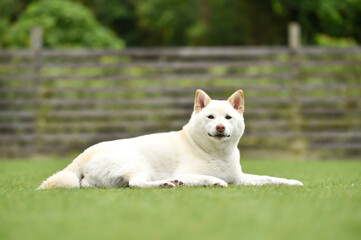 Naklejka na ściany i meble ドッグランで休憩する白毛の柴犬