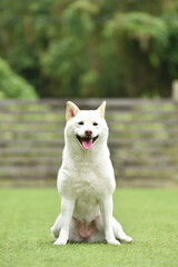 ドッグランで休憩する白毛の柴犬