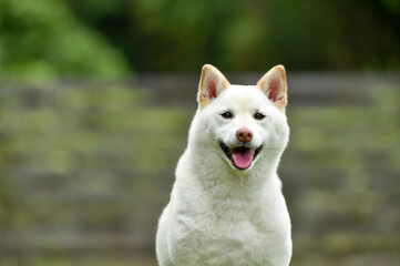 ドッグランで休憩する白毛の柴犬
